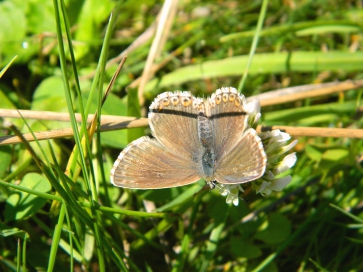 Polyommatus (Lysandra) coridon